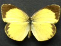 Eurema brigitta australis - Adult